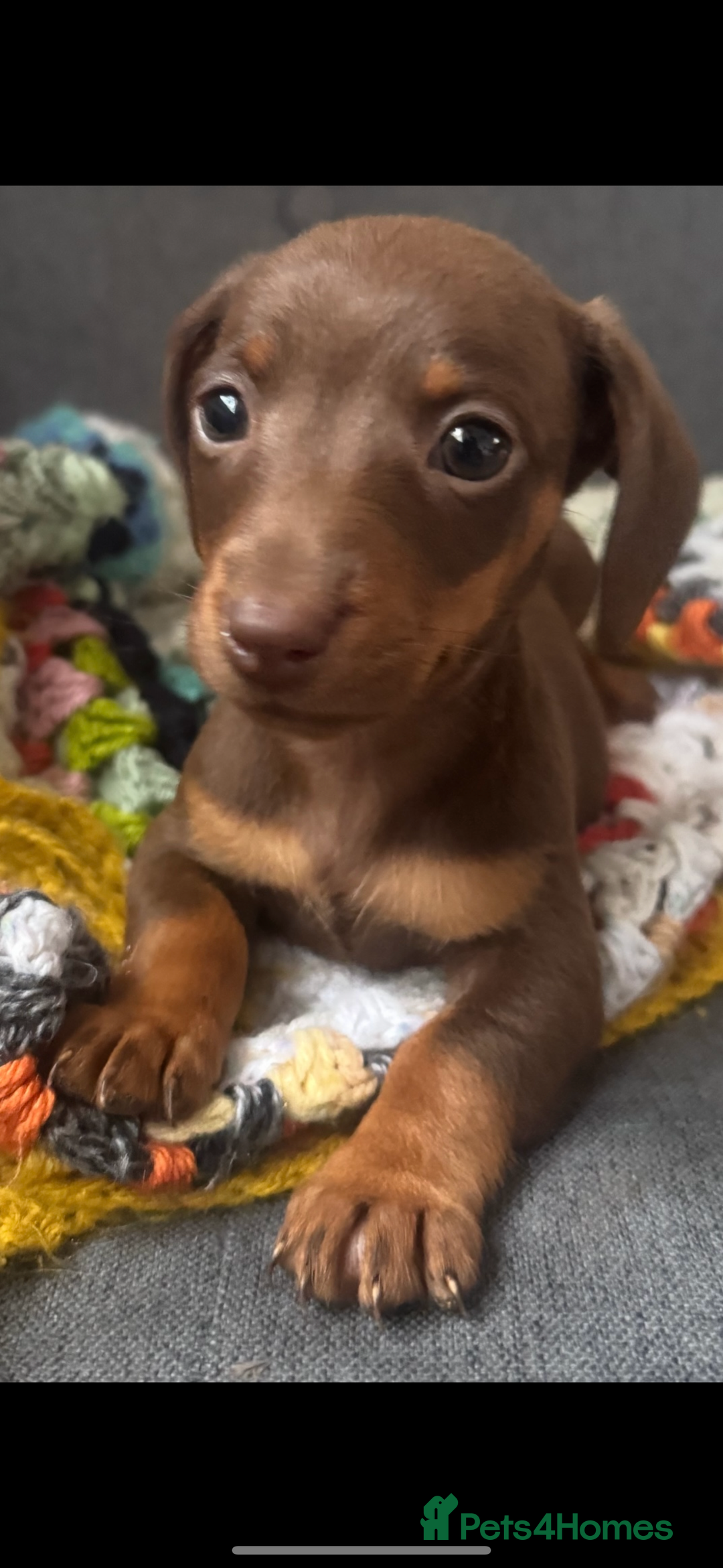 Dachshund dogs for sale: Miniature dachshund puppies  - Image 4