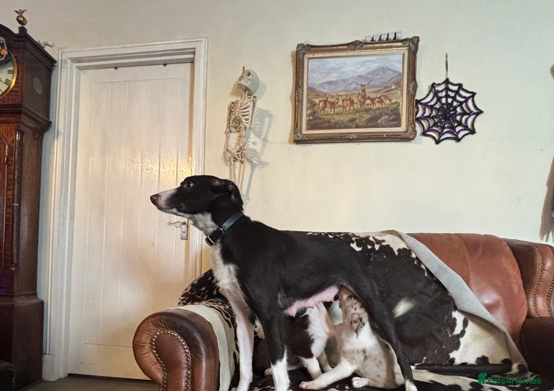 Border Collie dogs for sale: Stunning Merle Border Collie puppies.  - Image 12