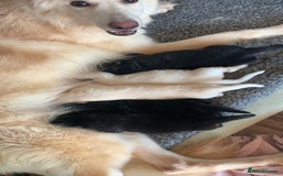 German Shepherd dogs for sale: Stunning litter of German shepherds  - Image 3