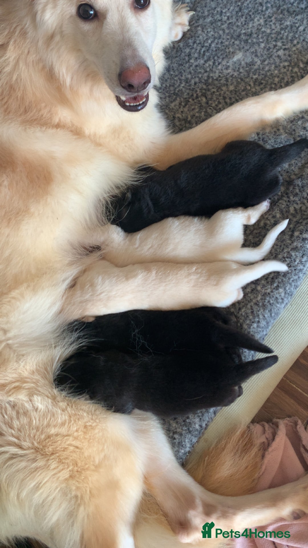 German Shepherd dogs for sale: Stunning litter of German shepherds  - Image 3