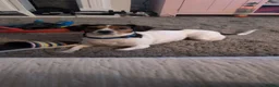 Mixed Breed dogs for sale: Lady Daisy age 5 requires a loving home  - Advert 3