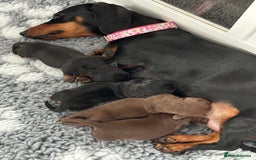 Miniature Dachshund dogs for sale: Stunning KC reg PRA clear Mini Dachshund puppies - Image 19