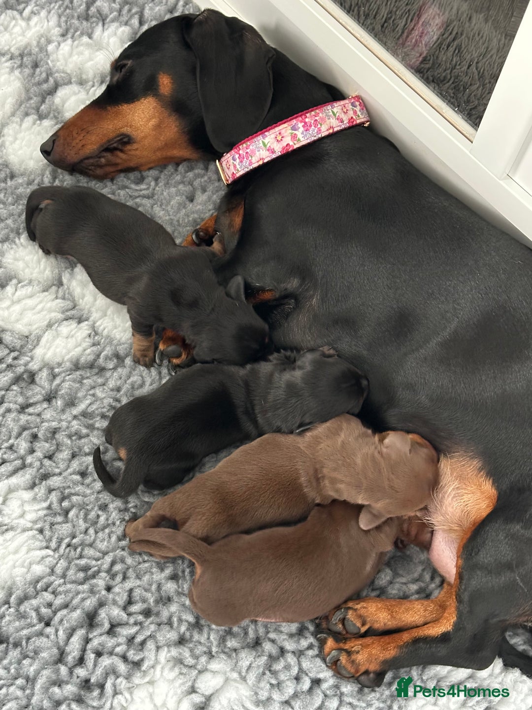 Miniature Dachshund dogs for sale: Stunning KC reg PRA clear Mini Dachshund puppies - Image 19