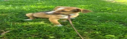 Mixed Breed dogs for adoption: Lucy - 4 month old mix - Advert 6