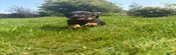 Dachshund dogs for sale: KC REG STANDARD WIRED HAIRED DACHSHUND (TECKELS) - Advert 5