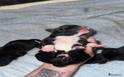 Staffordshire Bull Terrier dogs for sale: Staffordshire bull terrier puppies   - Advert 3