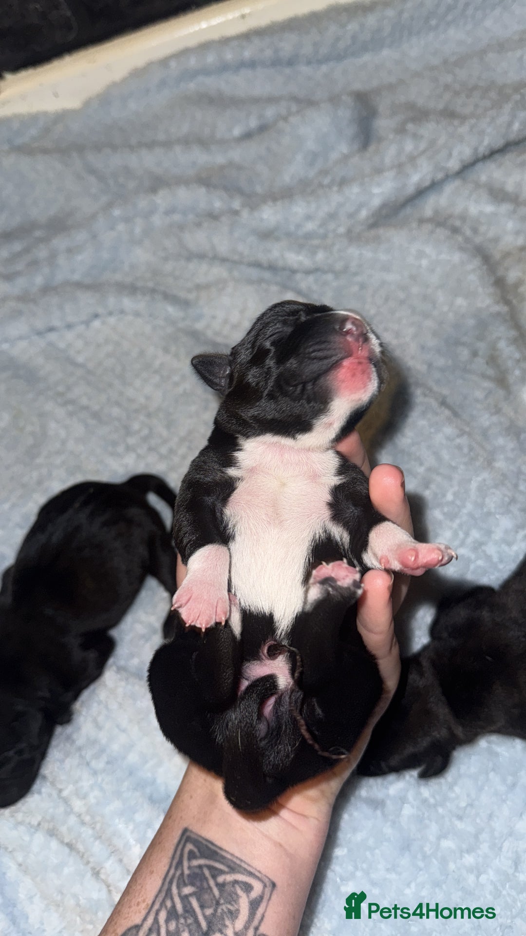 Staffordshire Bull Terrier dogs for sale: Staffordshire bull terrier puppies   - Advert 3