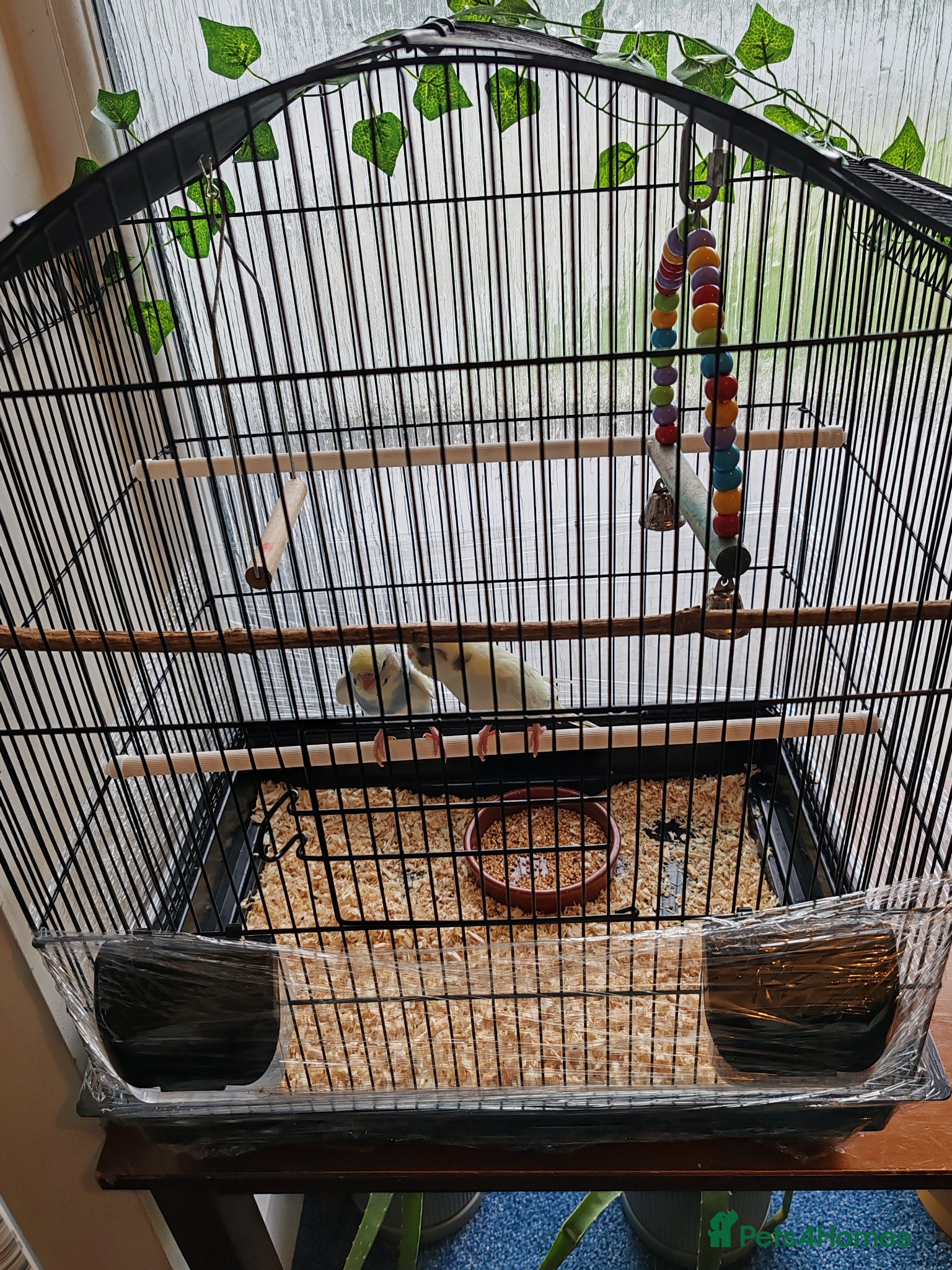 Parrots birds for sale: budgies 2 months and 3 months 1 week  - Advert 14