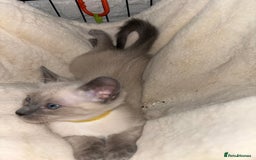 Ragdoll cats for sale: Ragdoll cross Siamese (Ragamese) kitten - Image 2
