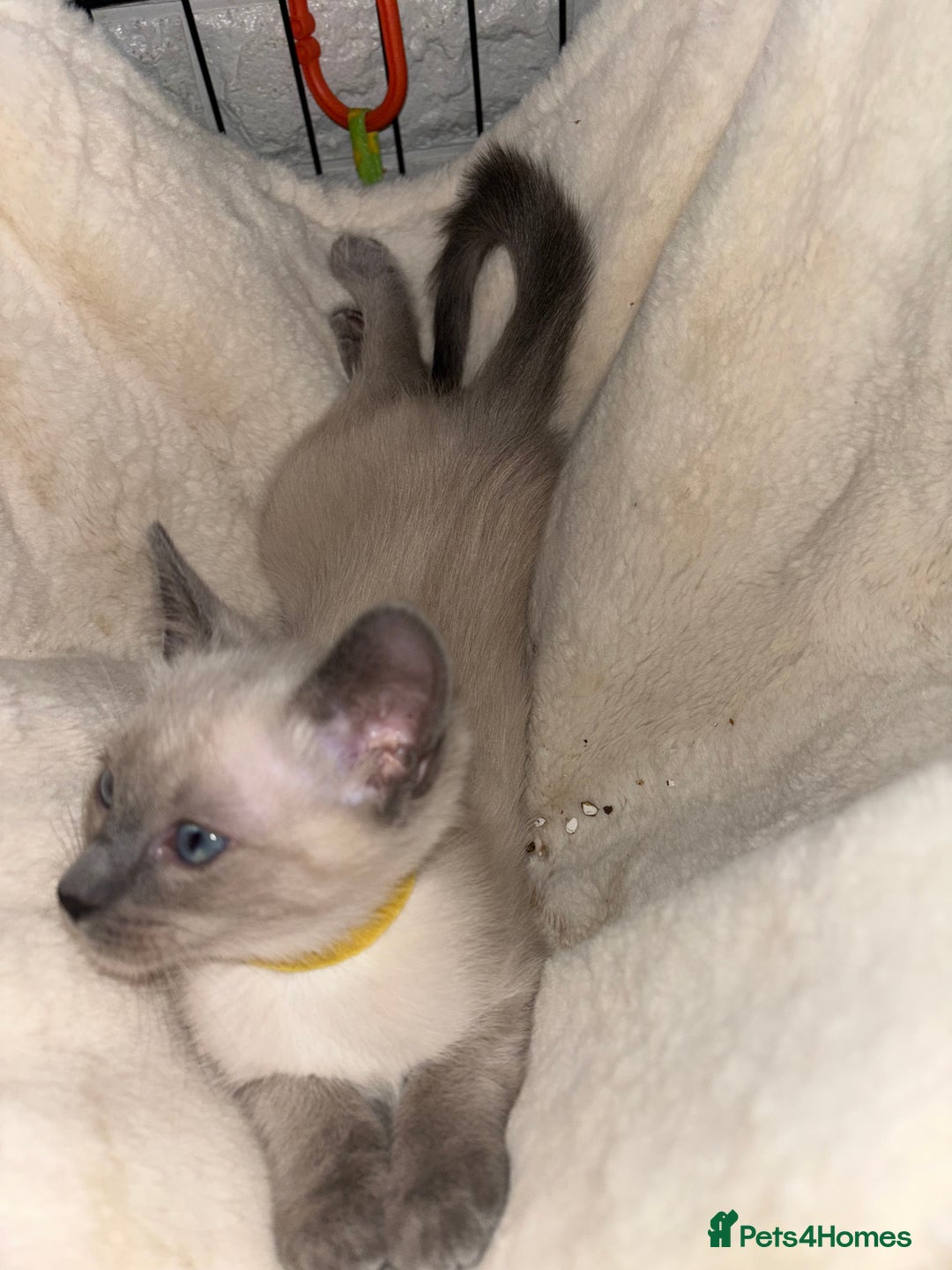 Ragdoll cats for sale: Ragdoll cross Siamese (Ragamese) kitten - Image 2