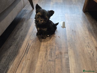 Yorkshire Terrier dogs Male yorkie pup - Advert 2
