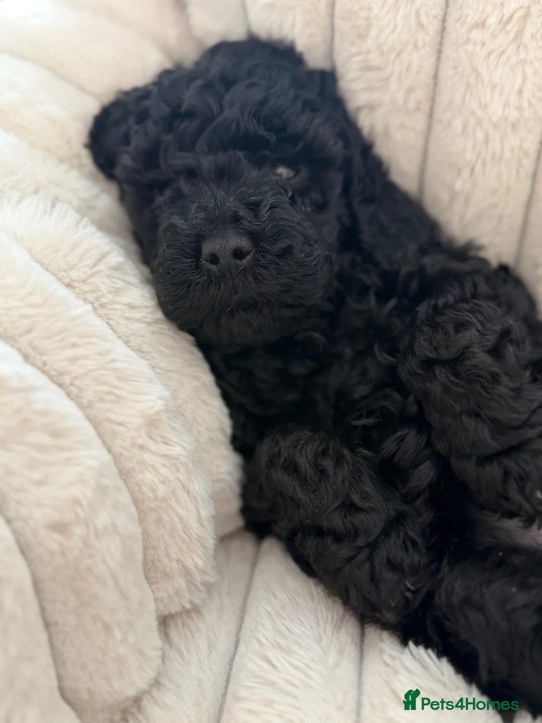 Toy Poodle dogs for sale: Kc toy poodle puppies  - Advert 2