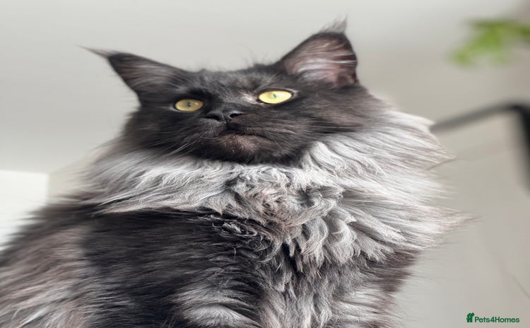 Maine Coon cats - Advert 1