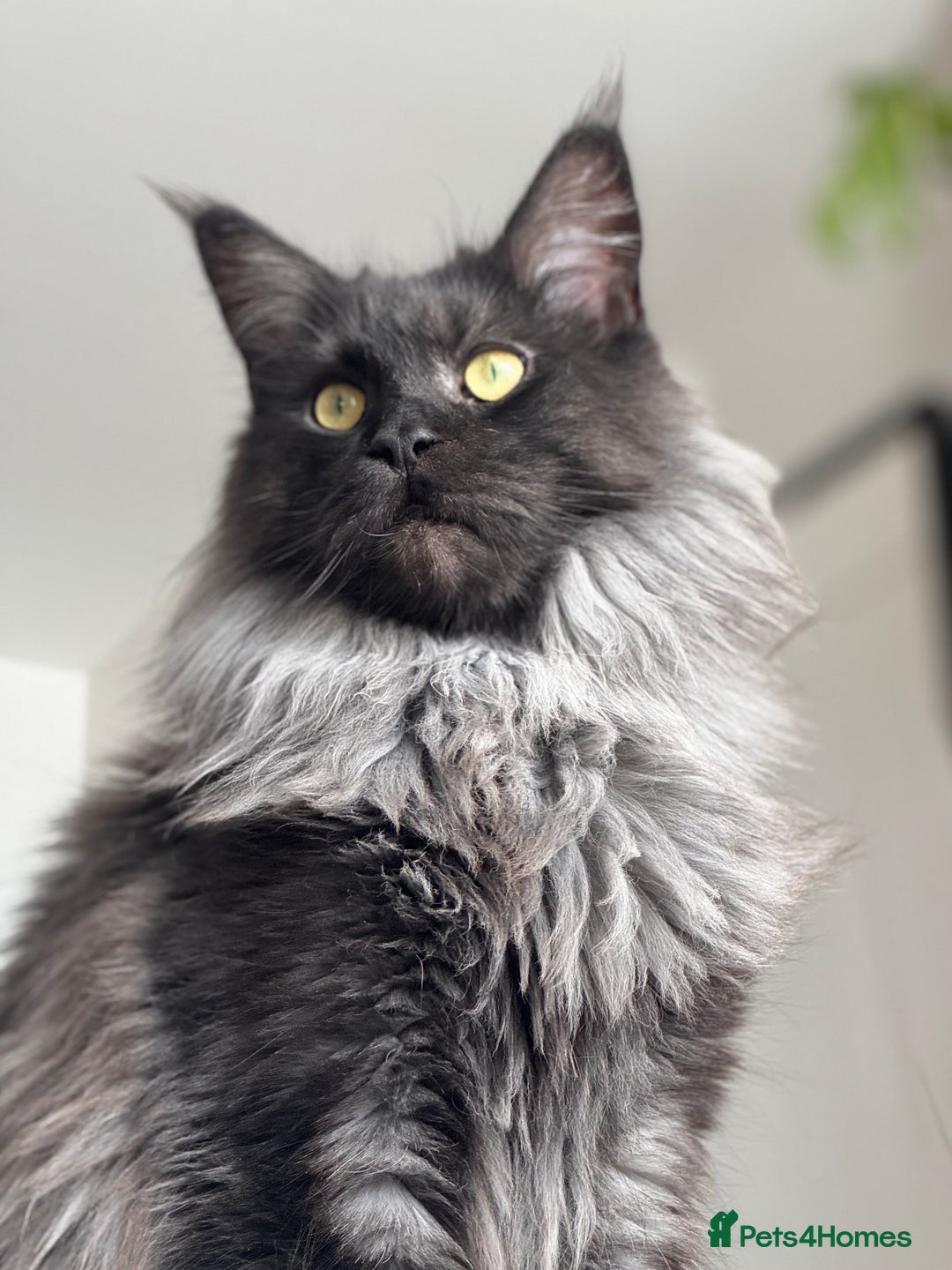 Maine Coon cats for sale: 3 year old (still growing) male for sale - Image 1
