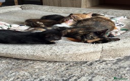 Mixed Breed cats for sale: Beautiful mix of Tortie and Calico  - Image 5