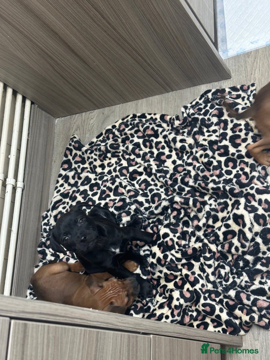 Staffordshire Bull Terrier dogs for sale: Stunning staff puppies  - Advert 4