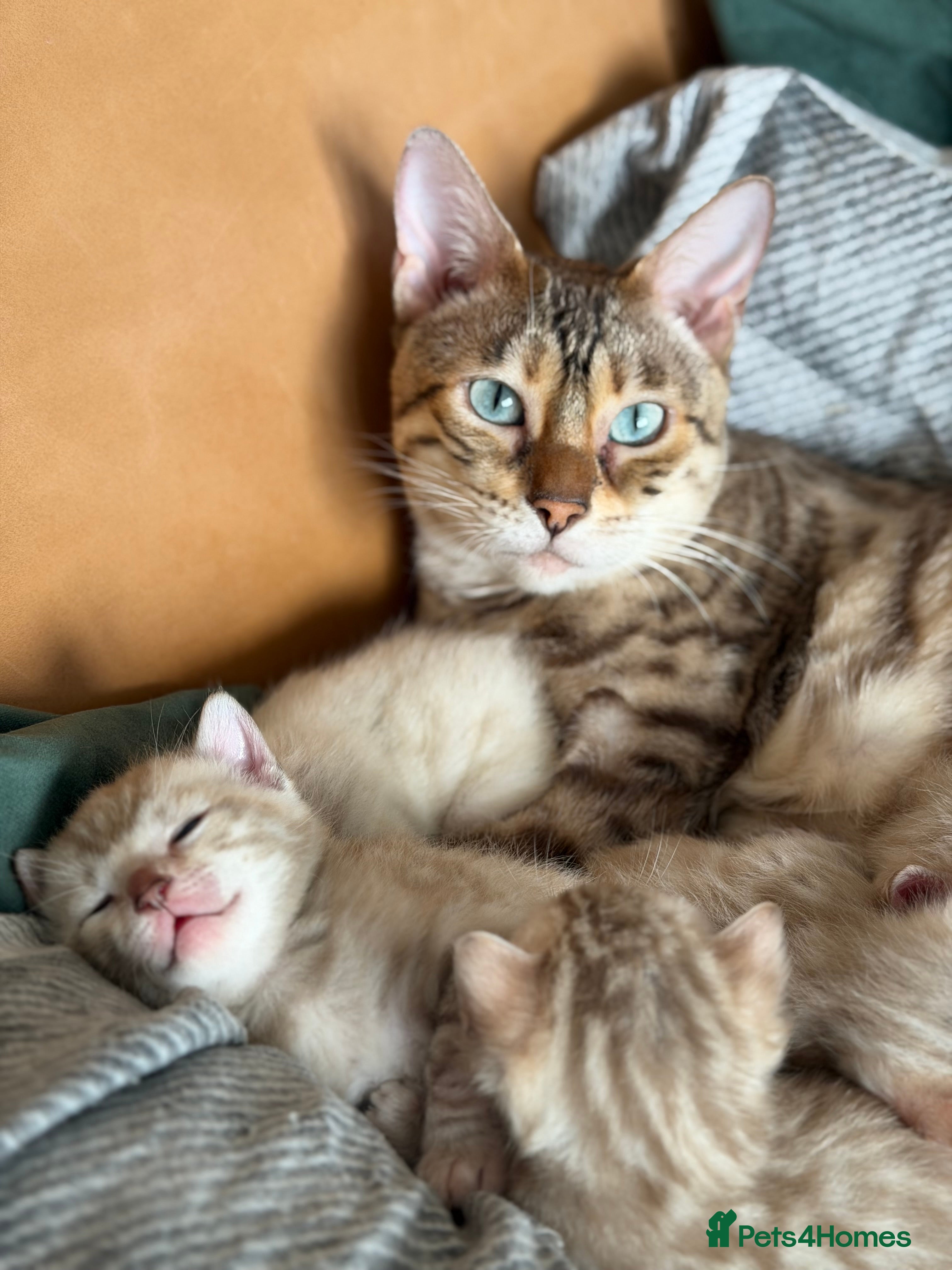 Bengal cats 🏆 Snow Bengal Kittens, TICA Registered, Pet only! - Advert 13