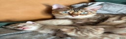 Bengal cats for sale: Snow Bengal Kittens, TICA Registered Pet only! - Advert 5