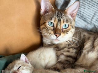 Bengal cats 🏆 Snow Bengal Kittens, TICA Registered, Pet only! - Advert 13