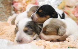 Miniature Dachshund dogs for sale: KC Longhair Miniature Dachshund Puppies - Image 2