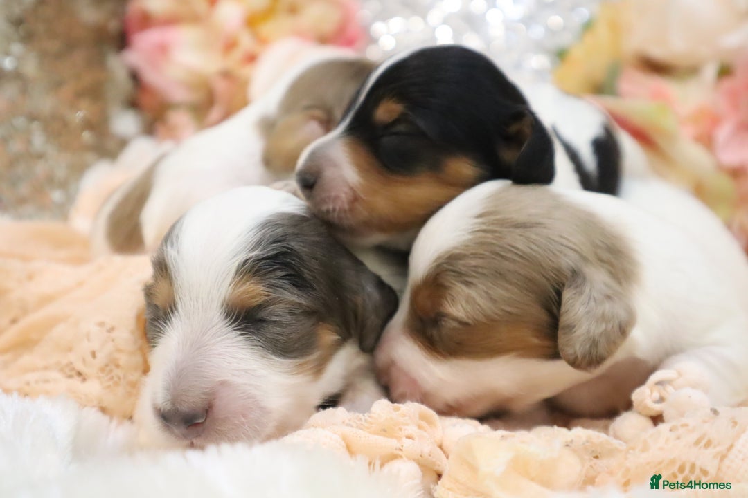 Miniature Dachshund dogs for sale: KC Longhair Miniature Dachshund Puppies - Image 2