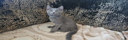 Russian Blue cats for sale: **TICA full pedigree Russian Blue kittens - Advert 4