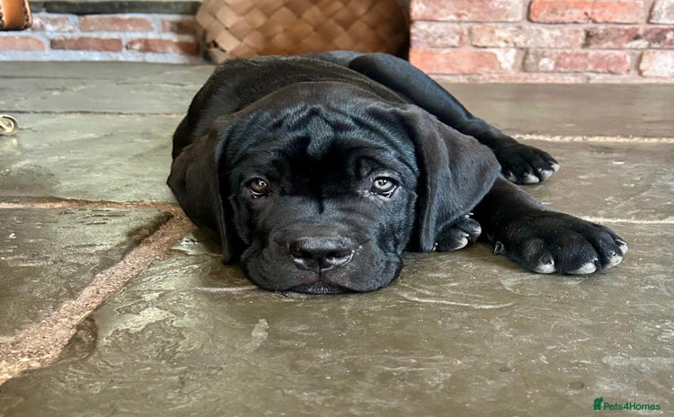 Cane Corso dogs in Newark - Advert 4