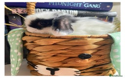 Mini Lop rabbits for sale: Pure bred Mini Lops - Image 2