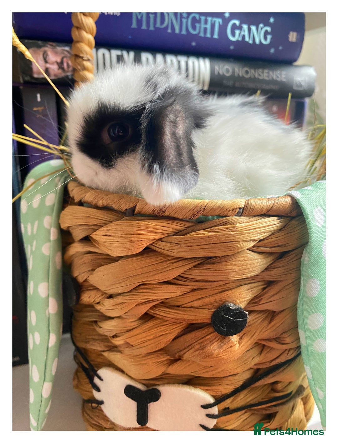 Mini Lop rabbits for sale: Pure bred Mini Lops - Image 2