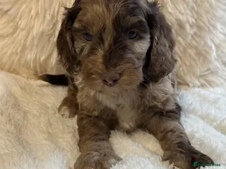 Cockapoo dogs F1 Show Cockapoo’s - Advert 17