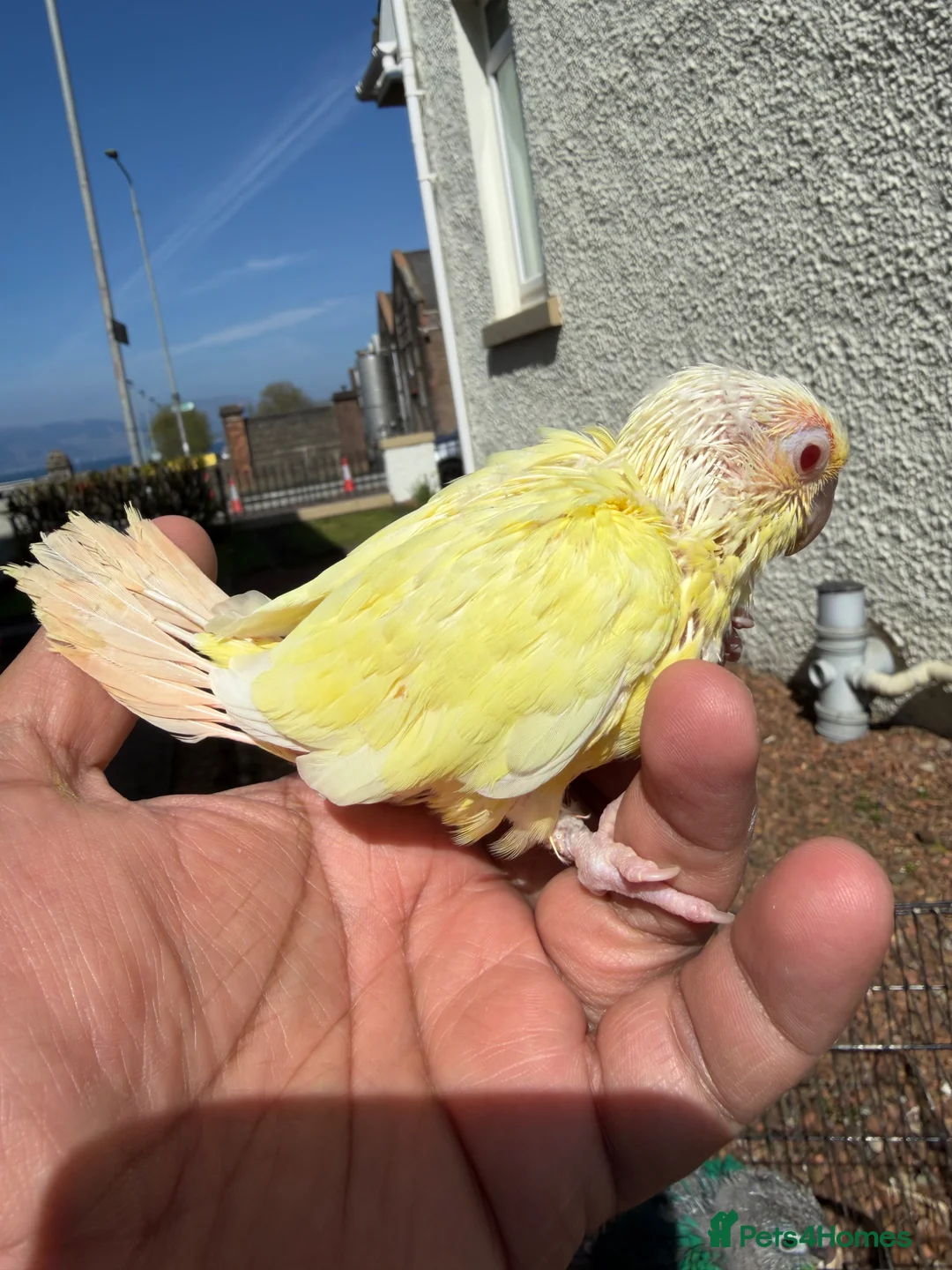 Conures birds for sale: Creamino and Tarquies and voilet in Greenock - Advert 2