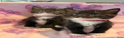 Mixed Breed cats for sale: 3 GORGEOUS KITTENS LEFT READY TOMORROW  - Advert 7