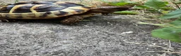 Hermann Tortoise reptiles for sale: Tortoise for a new home  in High Peak - Advert 3