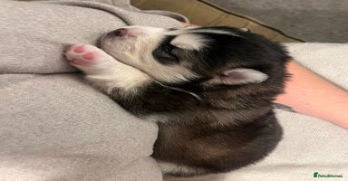 Pomsky dogs Stunning f2 pomsky babies  - Advert 2