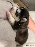 Pomsky dogs Stunning f2 pomsky babies - Advert 3