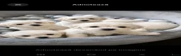 Bichon Frise dogs for sale: Adorable Bichon Puppies Looking for Homes! 🐾 in Stourbridge - Advert 22