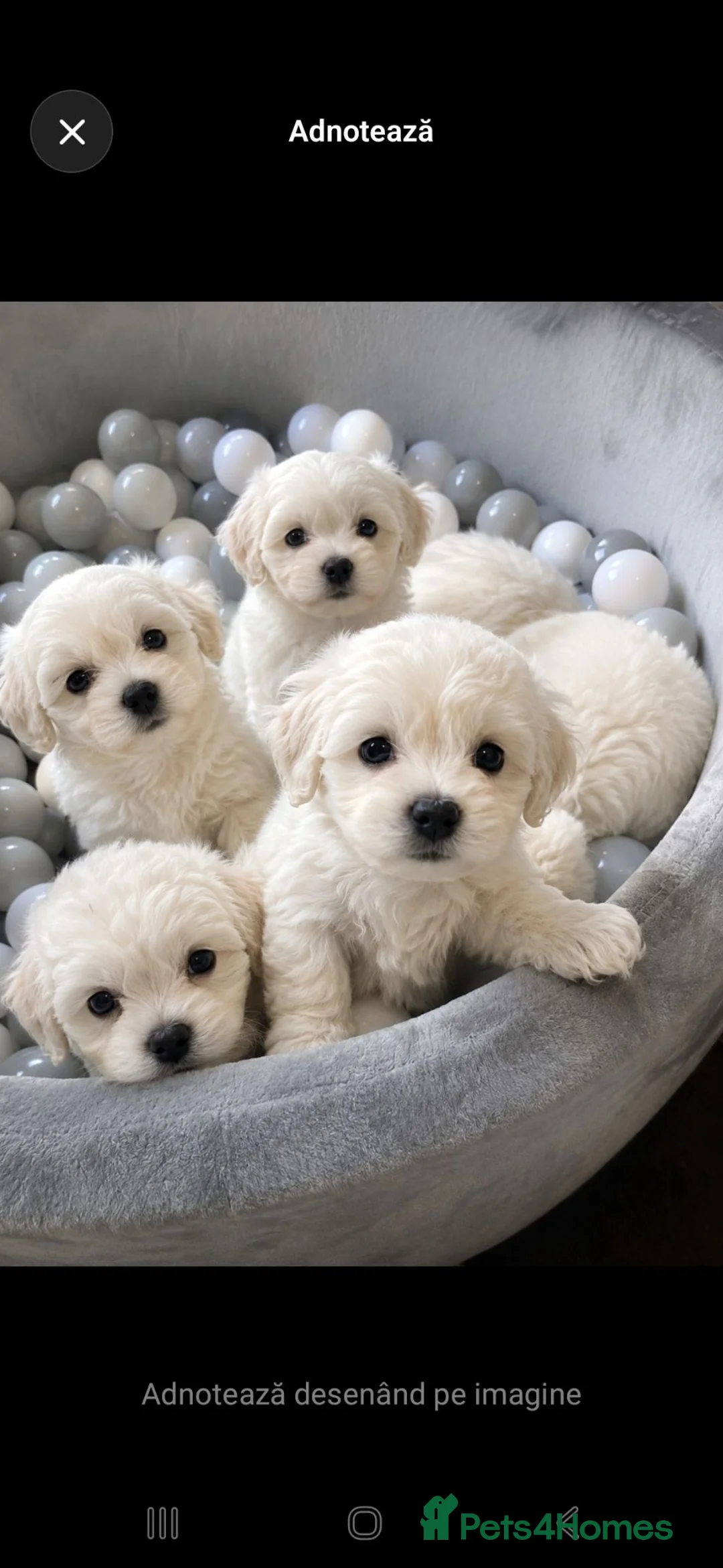 Bichon Frise dogs for sale: Adorable Bichon Puppies Looking for Homes! 🐾 in Stourbridge - Advert 22