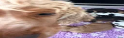 Cocker Spaniel dogs for sale: Champion Bloodlines Show Type Cocker Spaniels - Advert 23