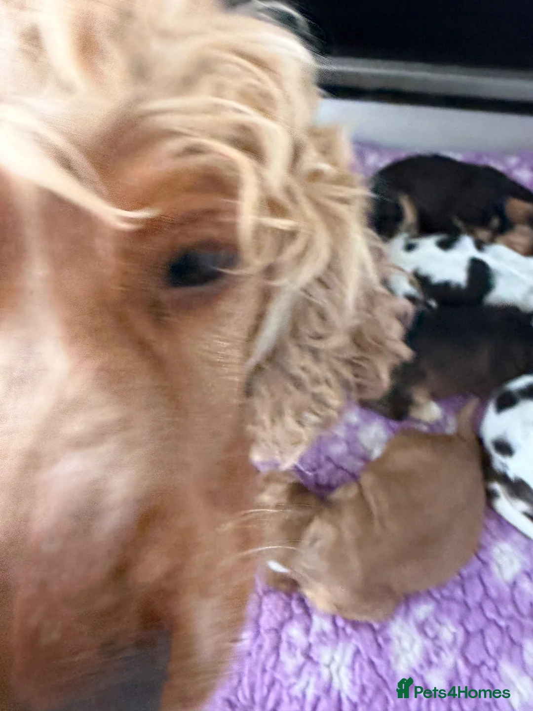 Cocker Spaniel dogs for sale: Champion Bloodlines Show Type Cocker Spaniels - Advert 23