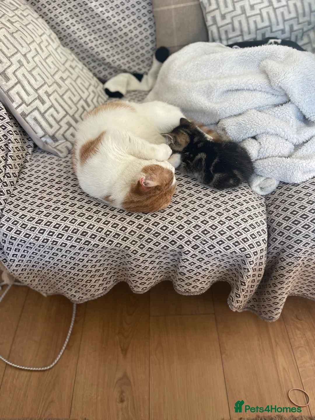 British Shorthair cats for sale: Male cat  in Bourne End - Advert 1