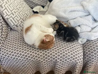 British Shorthair cats Male cat - Advert 1