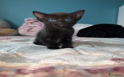 Mixed Breed cats for sale: 2 kittens! - Image 4