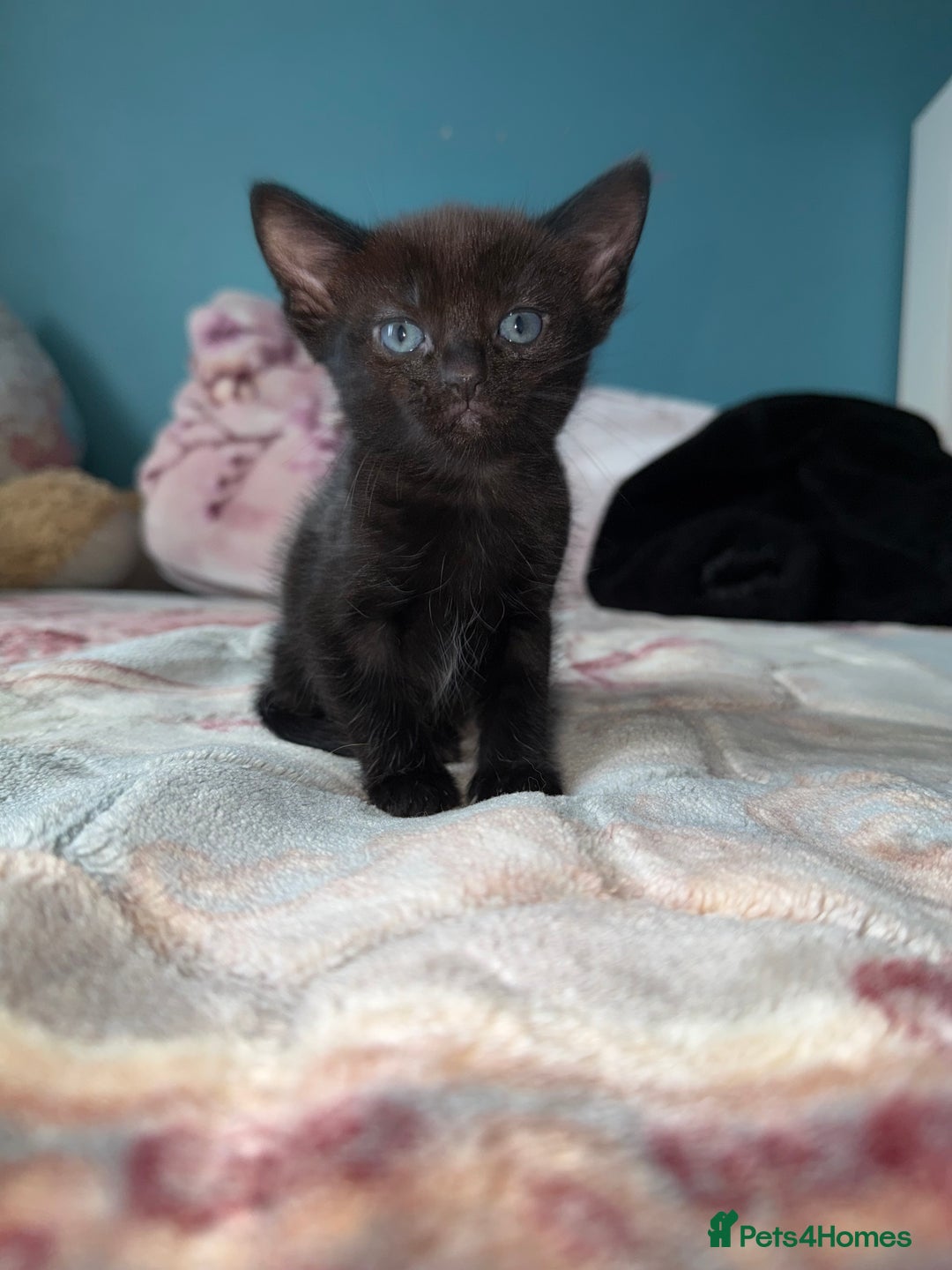 Mixed Breed cats for sale: 2 kittens! - Image 4