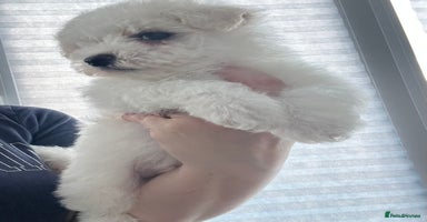 Mixed Breed dogs - Advert 14