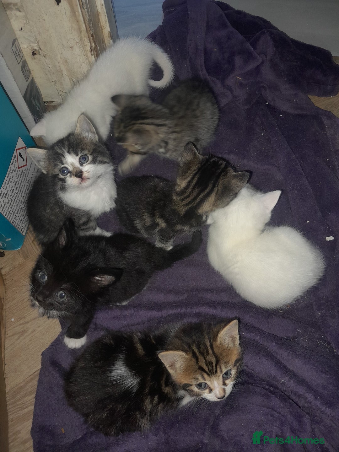 British Longhair cats for sale: Tabby and white Kittens  - Image 2