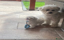 Bichon Frise dogs for stud: Bichon Frise for stud in Corby - Image 5