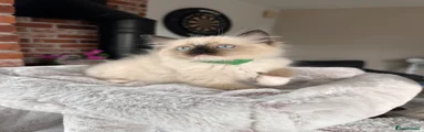 Green collar boy 