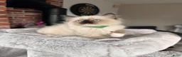 Ragdoll cats for sale: Ready Now! Beautiful Ragdoll Kittens! Xx  - Advert 38