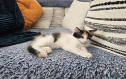Mixed Breed cats for sale: Beautiful kittens - Image 6