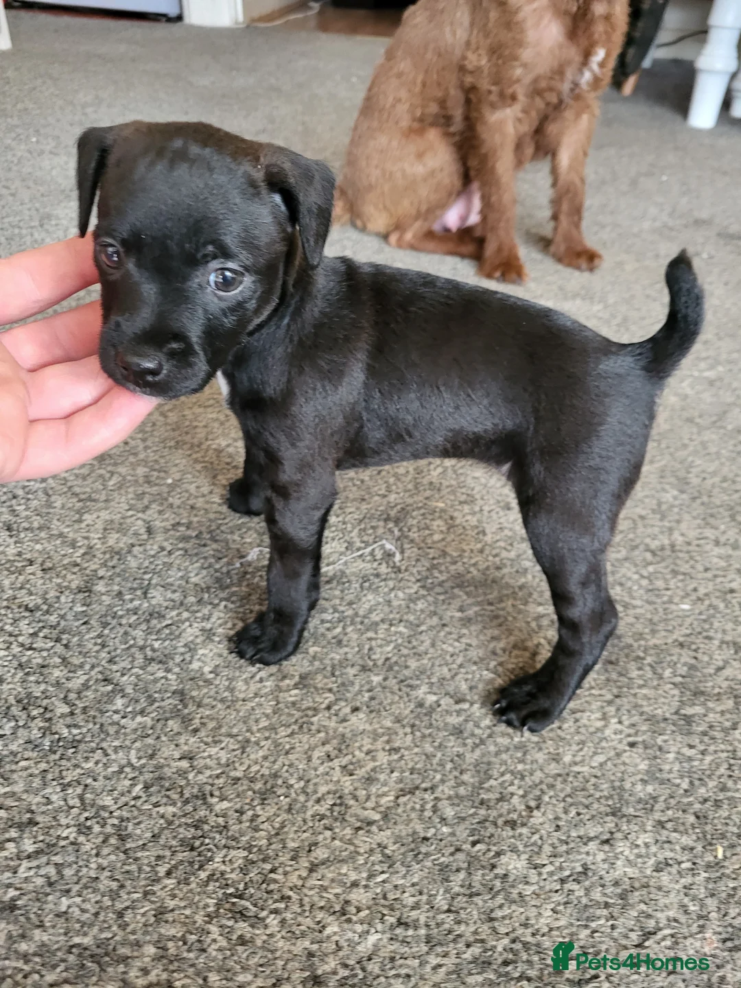 Patterdale Terrier dogs for sale: Patterdale pup - Advert 2